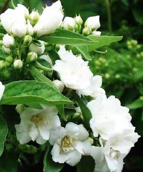 Jaśminowiec „Bouquet Blanc”