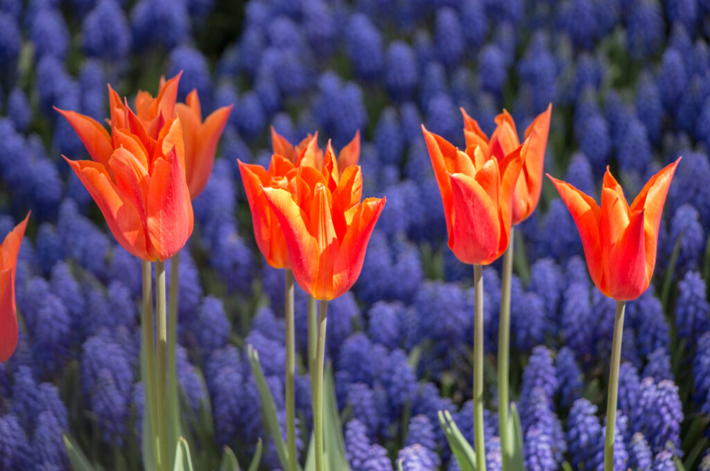 Cebulki jesienne – tulipany, narcyzy, szafirki