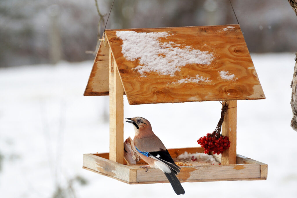 Jak i kiedy dokarmiać ptaki zimą?
